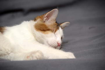 monocular one-eyed sitting ,cat