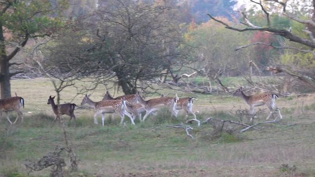 Damhirsch in den Niederlanden
