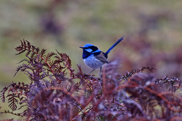 Beautiful blue gleams on superb fairy wren in Tasmania