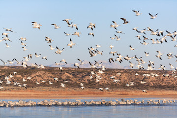 Flight of Snow Geese and Sandhill Cranes in Bosque del Apache, New Mexico.