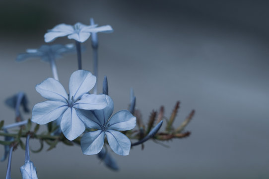 Plumbago Auriculata or Cape Plumbago flower on natural background