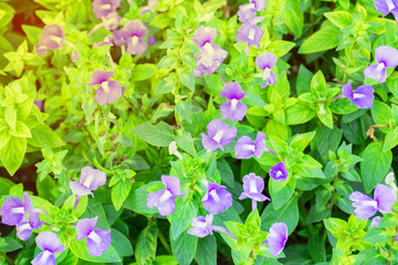 Blue Hawaii flowers in the garden