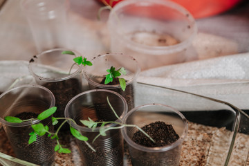 Young green sprouts in white round box