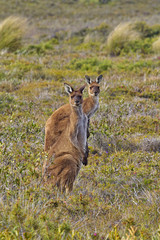 Two alert kangaroos at Rossiter Bay in Western Australia