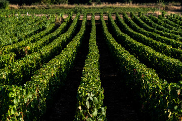 Fototapeta na wymiar Champ de vignes, Bourgogne, France