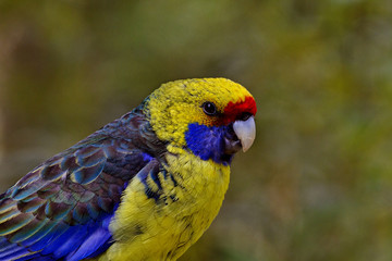Endemic Tasmanian Rosella Parrot
