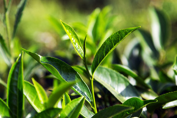 Green tea leaves background bushes