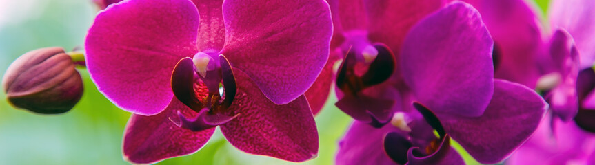 Orchid flower banners