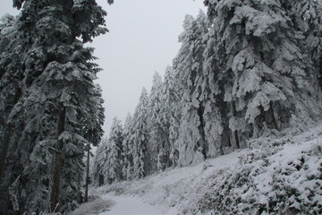Chemin forestier dans la neige