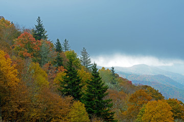 In fall colors, top of the Smoky Mountains on a foggy morning.