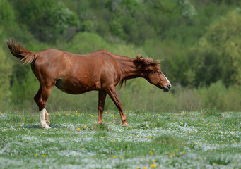 Fototapeta premium Brown horse is dancing on a green flowered meadow amid forests to escape from annoying flies