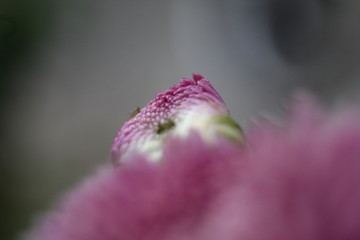 closeup of pink flower