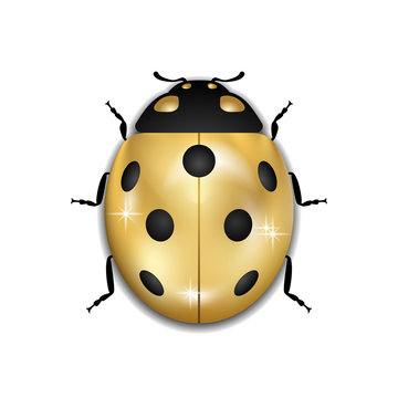Ladybug gold insect small icon. Golden lady bug animal sign, isolated on white background. 3d volume design. Cute jewelry ladybird design. Cartoon lady bird closeup beetle. Vector illustration