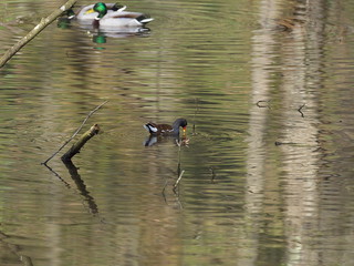 Teichhuhn auf Waldteich