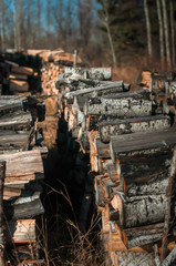 Fototapeta na wymiar Bucked and Stacked Fire Wood