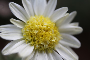 closeup of a daisy