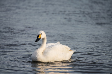 Bewick's Swan (Cygnus columbianus)