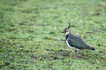 Lapwing (Vanellus vanellus)