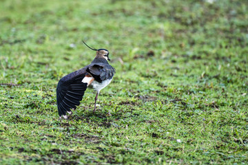 Lapwing (Vanellus vanellus) feigning a wing injury