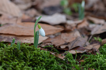 snowdrops in the forest