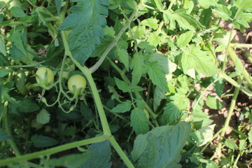 Tomatoes in my organic garden