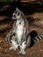 Naklejka na ściany i meble ring tailed lemur sitting in a funny pose, close up