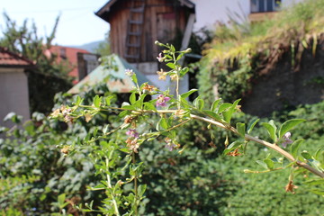 Goji berries from my organic garden