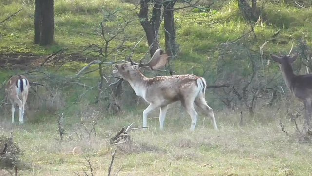 Damhirsch r&ouml;hrt in der  Brunftzeit