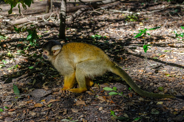 squirrel monkey sits, sanctuary, south africa