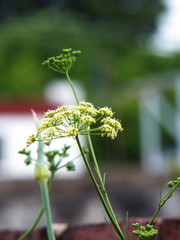 fotografia de planta con fondo desenfocado y luz natural