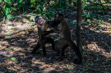 two young monkeys fight with each other, sanctuary, south africa