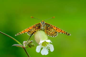 Closeup  beautiful butterflies sitting on flower © blackdiamond67