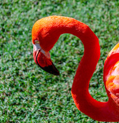 flamingo close-up, south africa