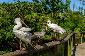 african spoonbill, three birds on brunch in sanctuary, south africa