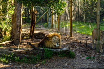 male lion looks in the camera, lying and resting, rescue sanctuary, south africa