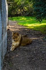 female lion is lying, lion in rescue sanctuary, south africa