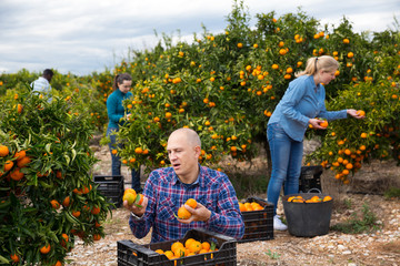 Farmer harvesting mandarins © JackF