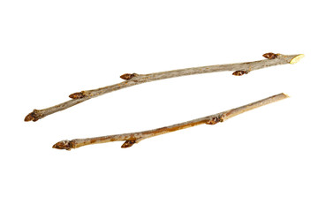 winter branches and bud Prunus avium, macro isolate on a white background