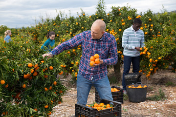 Farmer harvesting mandarins