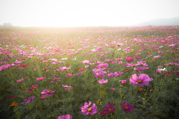 Landscape Flower Cosmos The sunset The beauty of nature and natural sunlight.