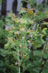 Goji berries from my organic garden