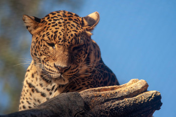 Grandes felinos, Leopardo © Antonio ciero