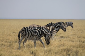 stado zebr wypasające się wśród traw sawanny