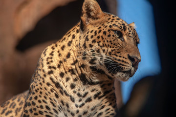 grandes felinos, Leopardo © Antonio ciero