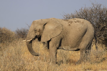 duży stary słoń stojący w trawach sawanny - obrazy, fototapety, plakaty