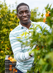 African-American farmer harvesting mandarins © JackF