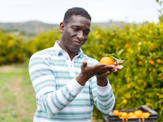 African-American farmer showing mandarins © JackF
