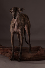 galgo espanol