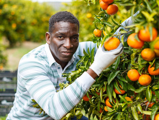 African-American man picking ripe tangerines © JackF