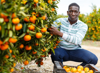 African-American man picking ripe tangerines © JackF